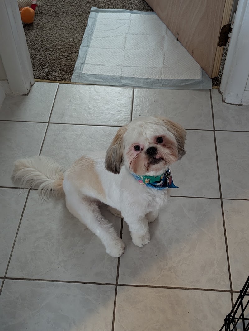 A Beautiful Dog Pet Salon, photo 2