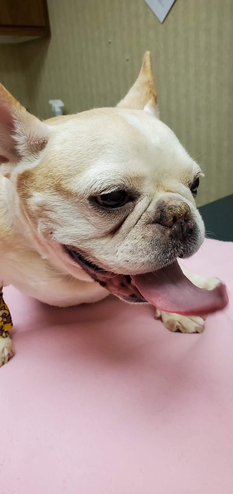 Brick Town Veterinary Hospital, photo 3