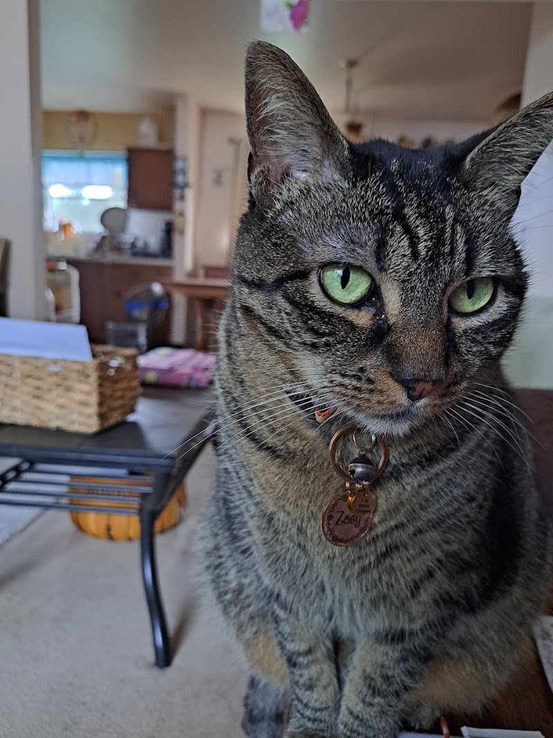 Cedars Veterinary Hospital, photo 2