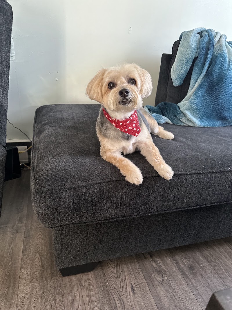 Doggie Styles by Jenny, photo 2