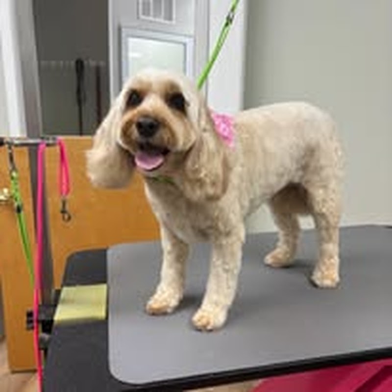 Doggie Styles by Jenny, photo 3