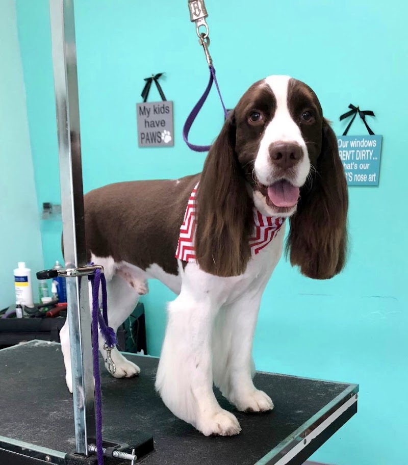 Doggie Treats Grooming, photo 3