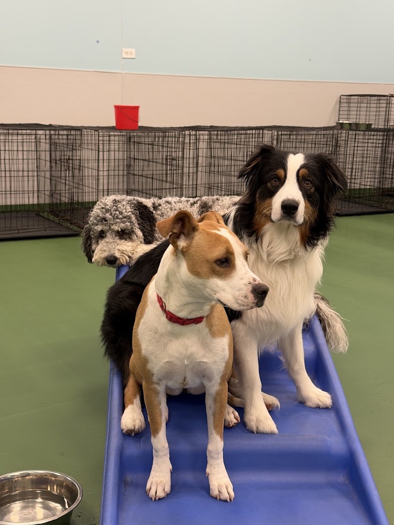 Dogtopia of Brick, photo 3