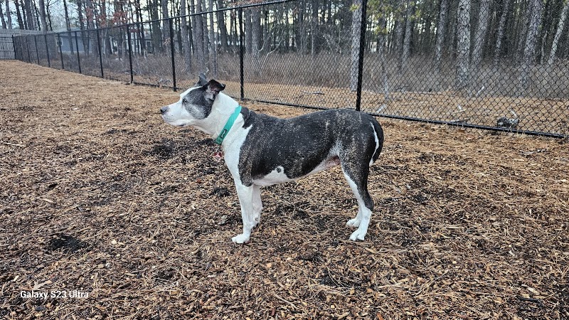 Klassy K9, photo 2