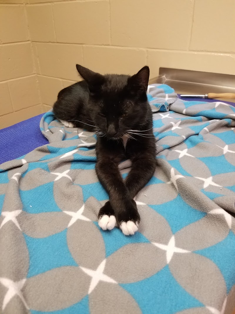 Laurelton Veterinary Hospital, photo 2