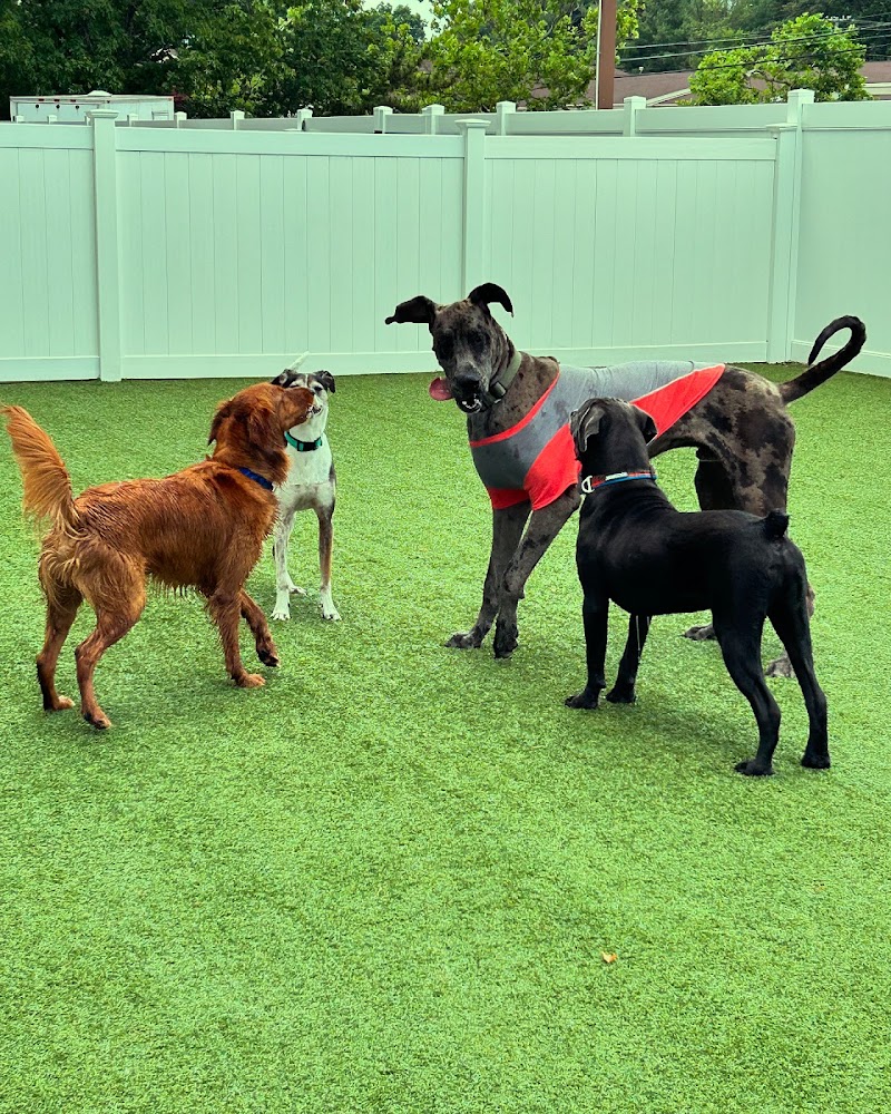 The Madison Dog Resort & Spa, photo 2