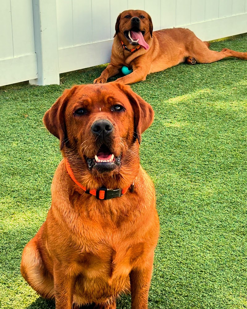 The Madison Dog Resort & Spa, photo 3