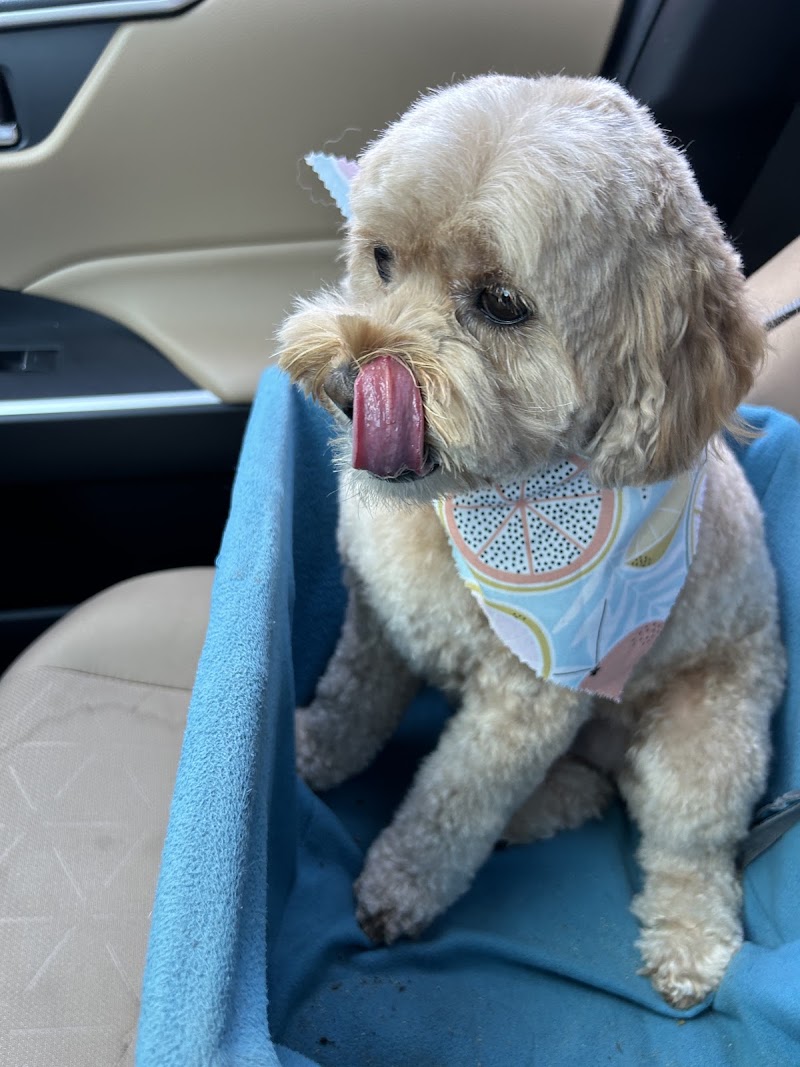 The Mutt Hut Dog Grooming Salon & Mobile, photo 3