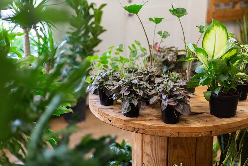 Tiny Greenhouse, photo 3