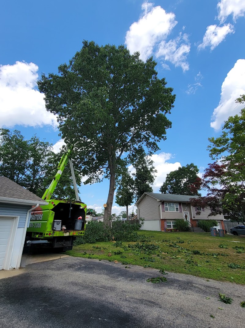 TreeMasters LLC, photo 3